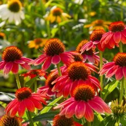 Sombrero® Salsa Red Coneflower 11 Sombrero® Salsa Red Coneflower -Plant Sale Shop Red Salsa Coneflower 6 FGT
