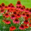 Sombrero® Salsa Red Coneflower -Plant Sale Shop Red Salsa Coneflower FGT 600x600 f0022c1c 6993 49af 9d21 b0159e82bad2