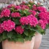 Red N' Pretty® Hydrangea Shrub 2 Red N' Pretty® Hydrangea Shrub -Plant Sale Shop Red and Pretty Hydrangea 600x600 9d08c0b6 dc05 4572 a857 ba0df3f30de7