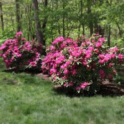 Red Rhododendron Shrub 9 Red Rhododendron Shrub -Plant Sale Shop Red Rhododendron 1 FGT