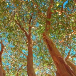 Red Rocket Crape Myrtle 9 Red Rocket Crape Myrtle -Plant Sale Shop Red Rocket Crape Myrtle