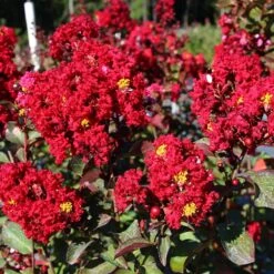 Red Rocket Crape Myrtle 8 Red Rocket Crape Myrtle -Plant Sale Shop Red Rocket Crape Myrtle FGT 2jpg