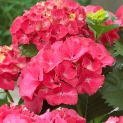 Red Sensation Hydrangea -Plant Sale Shop Red Sensation Hydrangea 1 FGT