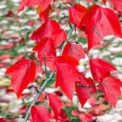 Red Sunset® Maple Tree 9 Red Sunset® Maple Tree -Plant Sale Shop Red Sunset Maple 2