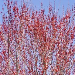 Red Sunset® Maple Tree 10 Red Sunset® Maple Tree -Plant Sale Shop Red Sunset Maple 3