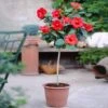 Red Tropical Hibiscus Tree -Plant Sale Shop Red Tropical Hibiscus Tree FGT 600x600 c4fc64be b148 4657 b18c e15a65b10b0f