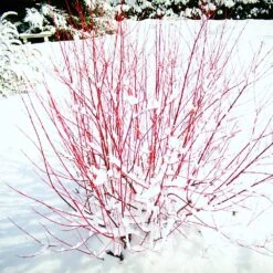 Red Twig Dogwood Shrub 10 Red Twig Dogwood Shrub -Plant Sale Shop Red Twig Dogwood 5 FGT