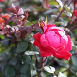 Double Knock Out® Rose -Plant Sale Shop Red knockout rose 2