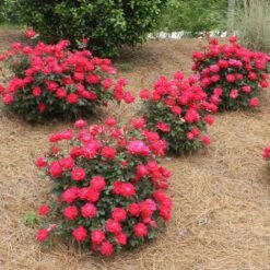 Double Knock Out® Rose -Plant Sale Shop Red knockout rose 4