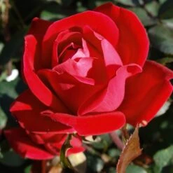 Double Knock Out® Rose -Plant Sale Shop Red knockout rose 7 FGT