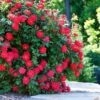 Double Knock Out® Rose 1 Double Knock Out® Rose -Plant Sale Shop Red knockout rose FGT 600x600 10964f71 3bde 40ac 87ee b7ac043a9383