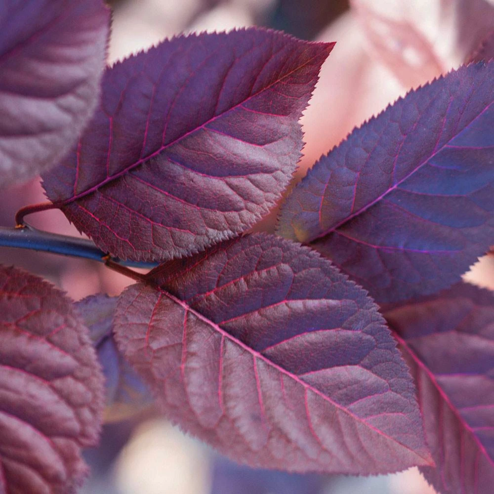 Purple Plunge Weeping Plum Tree 5 Purple Plunge Weeping Plum Tree - Image 3