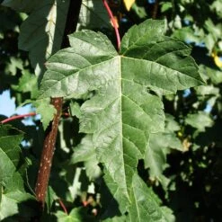 Redpointe® Maple -Plant Sale Shop Redpointe Maple 2