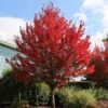 Redpointe® Maple -Plant Sale Shop Redpointe Maple 600x600 2