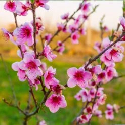 Redskin Peach Tree 8 Redskin Peach Tree -Plant Sale Shop Redskin Peach Tree 3 8df8851c ef3e 4a16 b538 29f1adcb997c