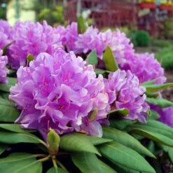 Lavender Rhododendron Shrub -Plant Sale Shop Rhododendron Lavender 3 FGT