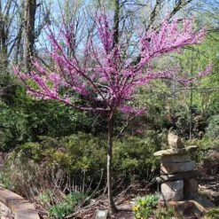 The Rising Sun™ Eastern Redbud Tree 12 The Rising Sun™ Eastern Redbud Tree -Plant Sale Shop Rising Sun Redbud 7