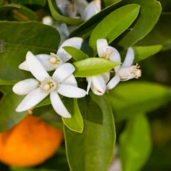 Robertson Navel Orange -Plant Sale Shop Robertson Navel Orange 1