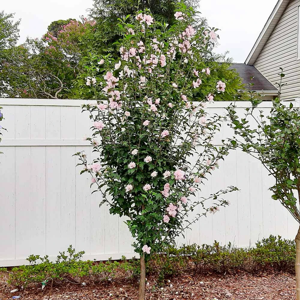 Pink Rose Of Sharon Althea Tree 4 Pink Rose Of Sharon Althea Tree - Image 2