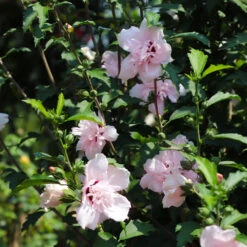 Pink Rose Of Sharon Althea Tree 7 Pink Rose Of Sharon Althea Tree -Plant Sale Shop Rose of Sharon Althea 3 FGT