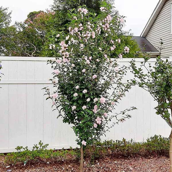Pink Rose Of Sharon Althea Tree 3 Pink Rose Of Sharon Althea Tree