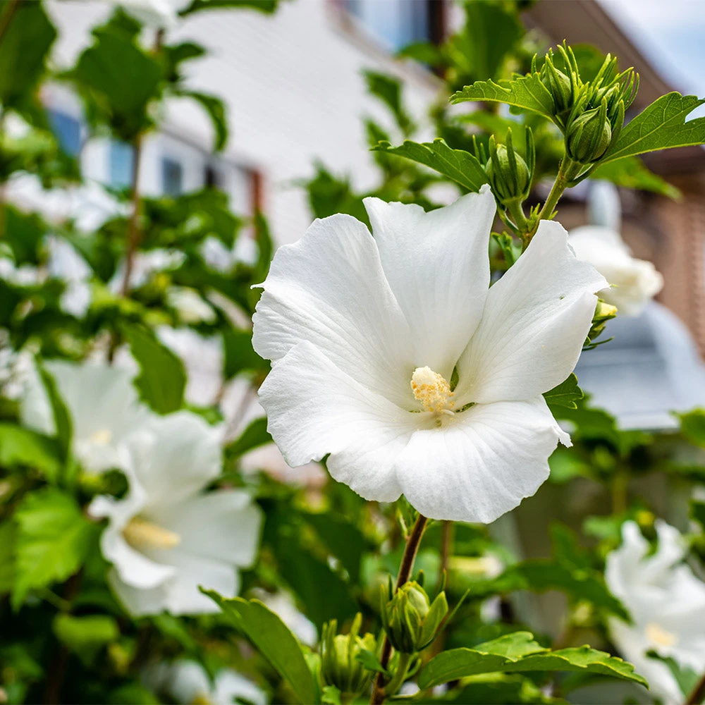 White Rose Of Sharon Althea Tree 4 White Rose Of Sharon Althea Tree - Image 2