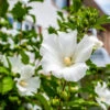 White Rose Of Sharon Althea Tree 2 White Rose Of Sharon Althea Tree -Plant Sale Shop Rose of Sharon Tree White FGT sinlge 600x600 ce00831d 236e 4a00 ae4d 382b590a5bd4