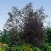 Royal Frost® Birch Tree 2 Royal Frost® Birch Tree -Plant Sale Shop Royal Frost Birch FGT 600x600 85f9d1e8 5ce1 44e0 9763 373ec09b9b60