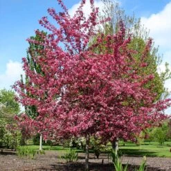 Royal Raindrops® Crabapple Tree 11 Royal Raindrops® Crabapple Tree -Plant Sale Shop Royal Raindrops Crabapple 2