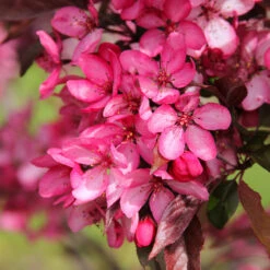 Royal Raindrops® Crabapple Tree 12 Royal Raindrops® Crabapple Tree -Plant Sale Shop Royal Raindrops Crabapple 3