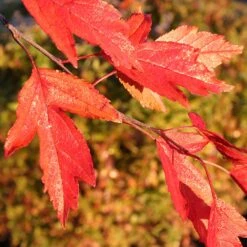 Royal Raindrops® Crabapple Tree 13 Royal Raindrops® Crabapple Tree -Plant Sale Shop Royal Raindrops Crabapple 4