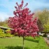 Royal Raindrops® Crabapple Tree