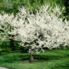 Royal White Redbud Tree -Plant Sale Shop Royal White Redbud 600x600 ccd5de23 5283 4e40 b2ae 60b520088a5a