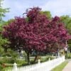 Royalty Crabapple Tree 1 Royalty Crabapple Tree -Plant Sale Shop Royalty Crabapple FGT 600x600 d774e7b4 d01c 4958 babc a565dfd4fbc1