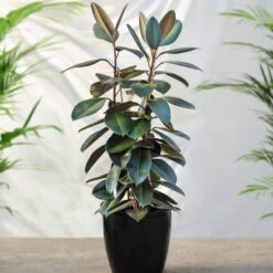 Air-Purifying House Plant Kit 13 Air-Purifying House Plant Kit -Plant Sale Shop Rubber Tree FGT 41d06897 7e64 4438 9d3a fd7a33808734
