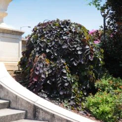 Ruby Falls Redbud Tree 13 Ruby Falls Redbud Tree -Plant Sale Shop Ruby Falls Redbud 8