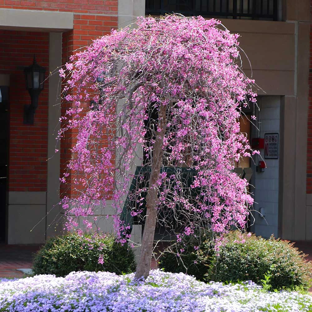 Ruby Falls Redbud Tree 5 Ruby Falls Redbud Tree - Image 3