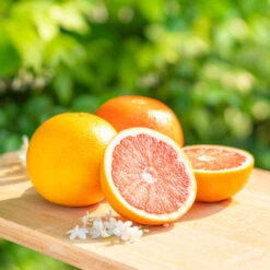 New Release -Plant Sale Shop Ruby Red Grapefruit 6 FGT