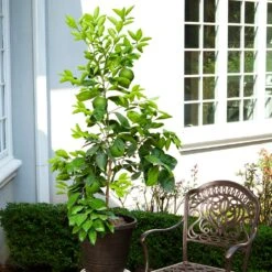 Ruby Red Grapefruit Tree 11 Ruby Red Grapefruit Tree -Plant Sale Shop Ruby Red Grapefruit 8