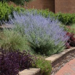 Russian Sage 7 Russian Sage -Plant Sale Shop Russian Sage 1 FGT