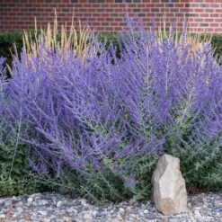 Front Page -Plant Sale Shop Russian Sage 4