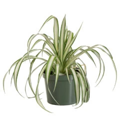 Spider Plant 11 Spider Plant -Plant Sale Shop SPI PLA1