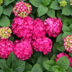 Endless Summer® Summer Crush® Hydrangea -Plant Sale Shop SUmmer Crush Endless SUmmer Hydrangea 11 FGT