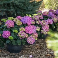 Endless Summer® Summer Crush® Hydrangea -Plant Sale Shop SUmmer Crush Endless SUmmer Hydrangea 9 FGT