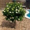 Sunny Knock Out® Rose Tree 1 Sunny Knock Out® Rose Tree -Plant Sale Shop SUnny knockout Rose Tree FGT 600x600 e7cea815 3cdf 4b5d 992e 2a43e91401b3