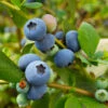 Sunshine Blue Blueberry Bush 1 Sunshine Blue Blueberry Bush -Plant Sale Shop SUnshine BLue Blueberry 600x600 098e1864 ee66 427c 8dcd c9654f9f3607