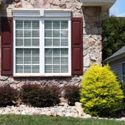 Sunshine Ligustrum Shrub 11 Sunshine Ligustrum Shrub -Plant Sale Shop SUnshine Ligustrum 5