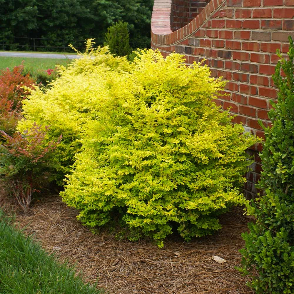 Sunshine Ligustrum Shrub 4 Sunshine Ligustrum Shrub - Image 2