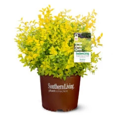 Sunshine Ligustrum Shrub 14 Sunshine Ligustrum Shrub -Plant Sale Shop SUnshine Ligustrum 9