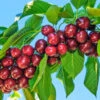 Santina™ Cherry Tree -Plant Sale Shop Santina Cherry 600x600 caf47b44 ecab 4d2e 9c6e e460add718f8